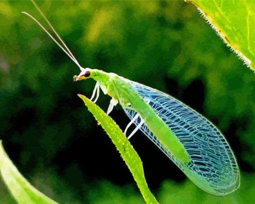 Aesthetic Lacewing Insect Diamond Paintings