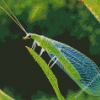 Aesthetic Lacewing Insect Diamond Paintings