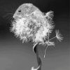 Black And White Mouse And Dandelion Diamond Paintings