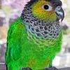 Black Capped Conure Bird Animal Diamond Paintings