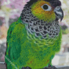 Black Capped Conure Bird Animal Diamond Paintings