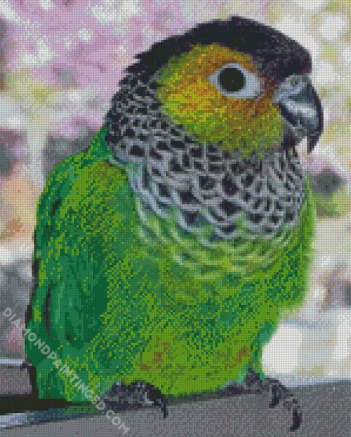 Black Capped Conure Bird Animal Diamond Paintings