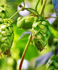 Climber Plant Hops Fruits Diamond Paintings