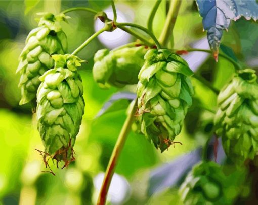 Climber Plant Hops Fruits Diamond Paintings