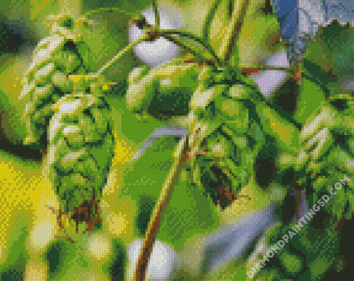 Climber Plant Hops Fruits Diamond Paintings