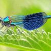 Cool Damsel Fly Diamond Paintings