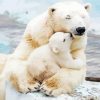 Cute Polar Bear Cub Diamond Paintings