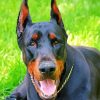 Dobermann Dog Diamond Paintings