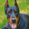 Dobermann Dog Diamond Paintings