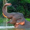 Funny Elephant In Water Diamond Paintings