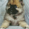 Keeshond Puppy Diamond Paintings