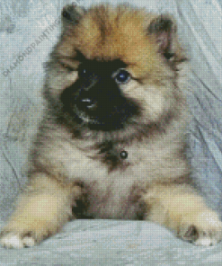 Keeshond Puppy Diamond Paintings