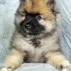 Keeshond Puppy Diamond Paintings