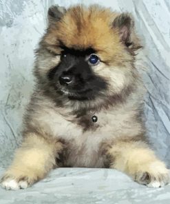 Keeshond Puppy Diamond Paintings