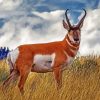 Pronghorn Animal Diamond Paintings