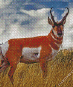 Pronghorn Animal Diamond Paintings