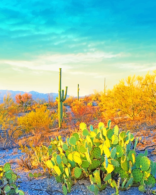 Saguaro National Park Beautiful Adult Diamond Paintings