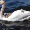 White Swans in Water Diamond Paintings