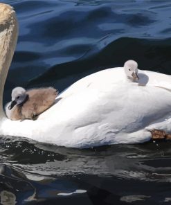 White Swans in Water Diamond Paintings