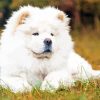 White Chow Chow Diamond Paintings