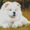 White Chow Chow Diamond Paintings