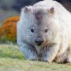 Wombat Animal Diamond Paintings