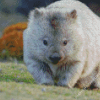 Wombat Animal Diamond Paintings