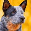 Australian Cattle Dog Outdoors Diamond Paintings