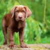 Baby Chocolate Lab Diamond Paintings