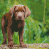 Baby Chocolate Lab Diamond Paintings