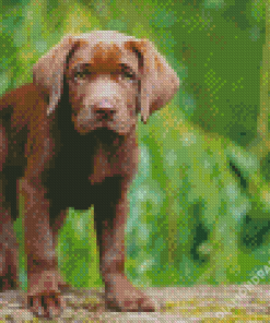 Baby Chocolate Lab Diamond Paintings