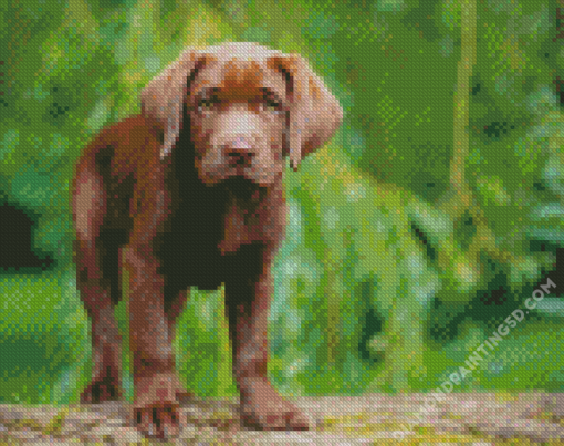 Baby Chocolate Lab Diamond Paintings