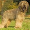 Beige Briard Dog Diamond Paintings