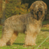 Beige Briard Dog Diamond Paintings