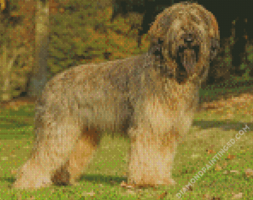 Beige Briard Dog Diamond Paintings