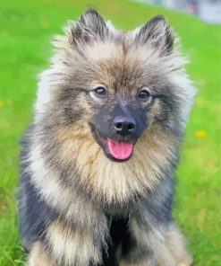 Beige and Black Keeshond Diamond Paintings