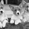 Black And White Corgis Diamond Paintings