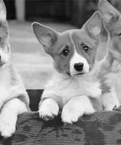 Black And White Corgis Diamond Paintings