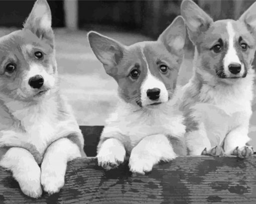 Black And White Corgis Diamond Paintings