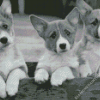 Black And White Corgis Diamond Paintings