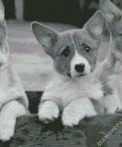 Black And White Corgis Diamond Paintings