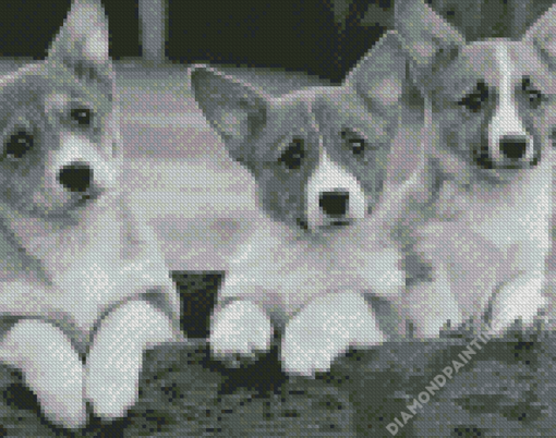 Black And White Corgis Diamond Paintings