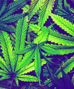 Cannabis Plant Leaves Diamond Paintings