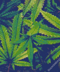 Cannabis Plant Leaves Diamond Paintings