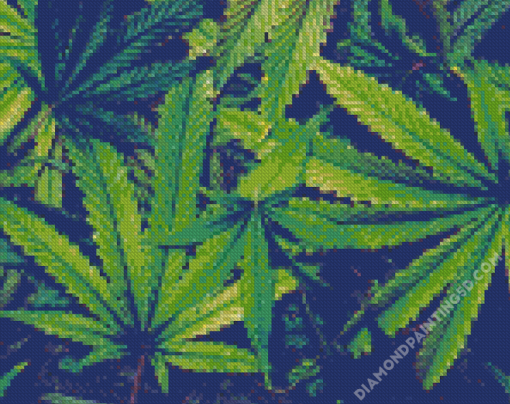 Cannabis Plant Leaves Diamond Paintings