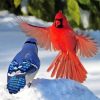 Cardinal And Blue Jay Birds Diamond Paintings