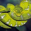 Emerald Tree Boa Diamond Paintings