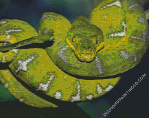 Emerald Tree Boa Diamond Paintings