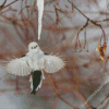 Flying Long Tailed Tit Diamond Paintings