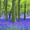 Forest With Bluebells Diamond Paintings